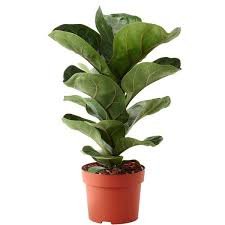 Fiddle Leaf Fig